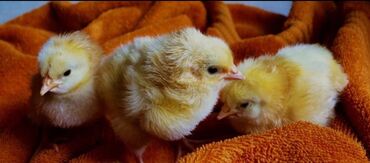 toyuq yumurtayan: 2.3 gunluk ördek cuceler satılır .1(ededi 2Azn Sifariş ucun 0703371307