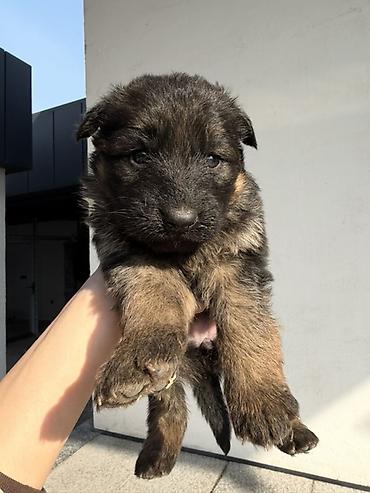 тайган собаки: 🐕 ПРОДАЮТСЯ ЧИСТОКРОВНЫЕ НЕМЕЦКИЕ ОВЧАРКИ! 🐕 Предлагаем к продаже — 5