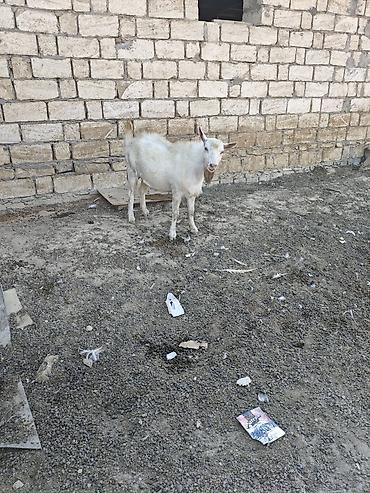 bakida cins ineklerin satisi: Her ikisi satilir. fevralda 2yasdari olacag. heyvanlar qobu kendindedi — 5