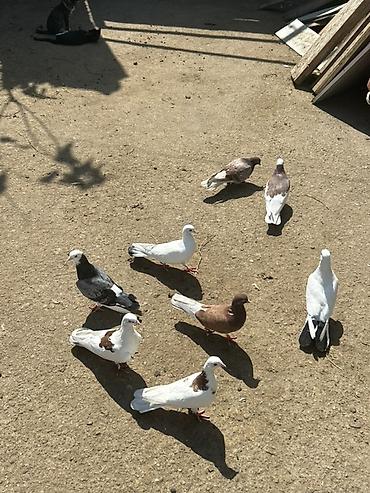 goyərclər: 8 dene quwdu 5 manatdan — 4
