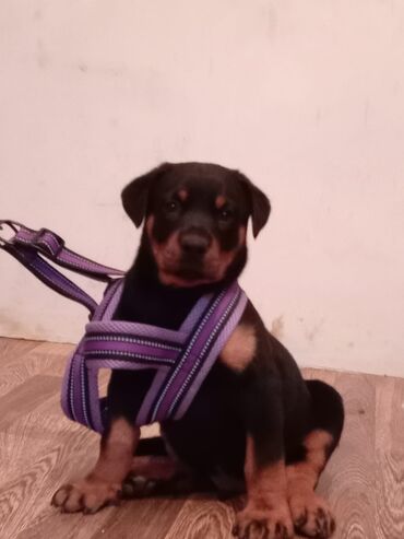 собака щенок купить: Rotveyler lalafo.az -da собака щенок купить: Rotveyler