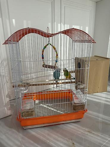 toy pudel it: Dalğalı tutuquşular (cüt) və tam aksesuarlarla qəfəs dəsti - Növ — 2