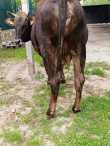 Коровы, быки: Продаю | Корова (самка) — 6