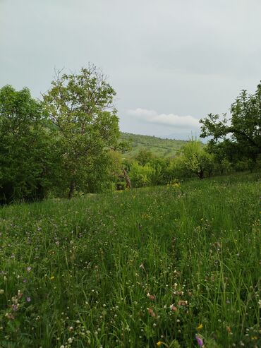 Torpaq sahələrinin satışı: 24 sot, Biznes üçün, Mülkiyyətçi, Kupça (Çıxarış) — 15
