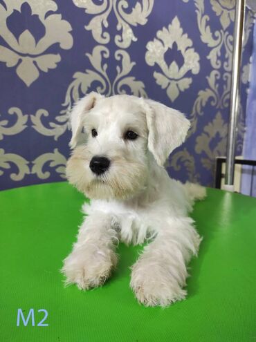 Psi: Odgajivačnica KARDIA SKILOS Kennel ima na prodaju prelepe štence belog na lalafo.rs — 8 Psi: Odgajivačnica KARDIA SKILOS Kennel ima na prodaju prelepe štence belog — 8