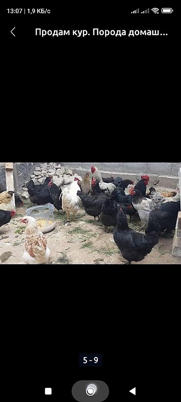 Куры, петухи: Продаю | Куры, Петух, Цыплята | Полубрама, Бройлерная, Бойцовая | На забой, Для разведения, Несушки — 5
