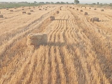 чөп сено: Пшеничная салома 400шт. 
село Мураке буудай саман