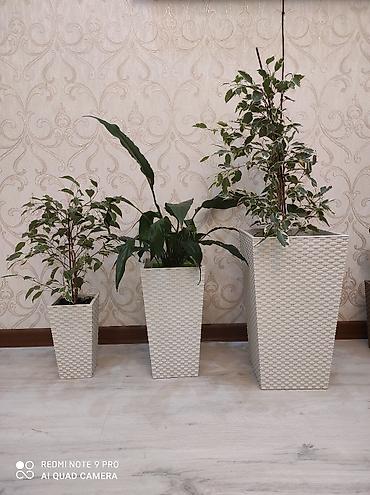 plants: Кашпо для цветов, Цветочные горшки Объем разные Производство — 6