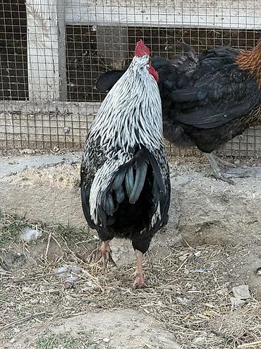 hind quslari: Məhsul: Qara-lələklı, gümüşi yaxalı toyuq cinsi xoruz Xüsusiyyətlər — 7