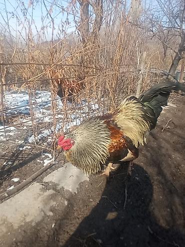 кокер: Продаются петухи,
возраст-7мес.
по всем вопросам пишите на вотцап — 3