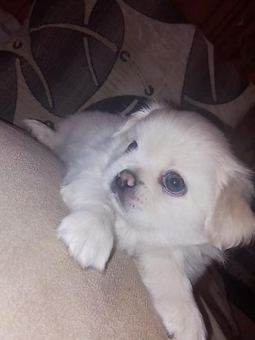 sirin it sekilleri: Pekines, 1 ay, Dişi, Peyvəndli — 6