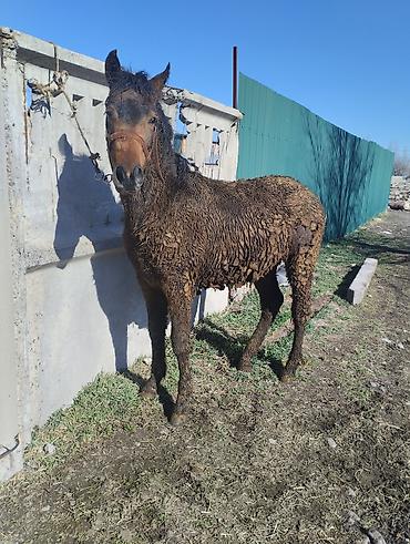 Лошади, кони: Продаю | Жеребенок | Для разведения | Племенные — 2
