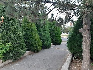 Посуточная аренда квартир: 1 комната, Постельное белье, Парковка, Бронь — 26