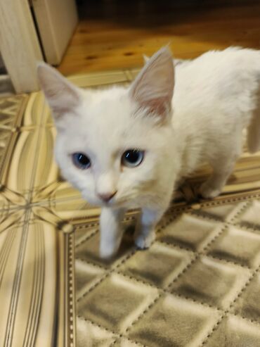 Pişiklər: Yaxşı əllərə — 3