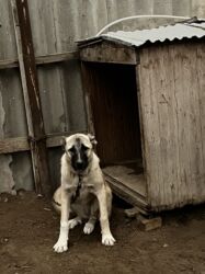 naxcivan it elanlari: Çoban iti 5 aylıq dişi 350 azn 055 662 05 16 bu nömreye yazın