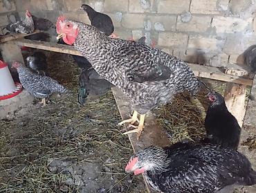 тап аз птицы: Məhsul: Yerli qarışıq cins toyuq və xoruzlar4 aylikdirlar Təsvir: - — 6