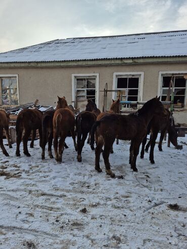Лошади, кони: Продаю | Жеребенок | Для разведения | Племенные — 8