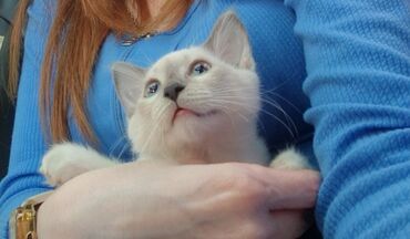 Pişiklər: Dişi, Pulsuz çatdırılma — 4