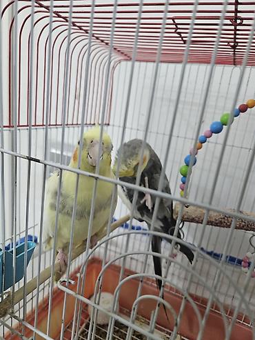 Tutuquşları: 2 ədəd Korella tutuquşuları satılır. biri disi (Luna) biri erkekdi — 11