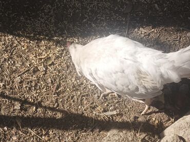 qafqaz coban iti davasi: Курица, Для мяса