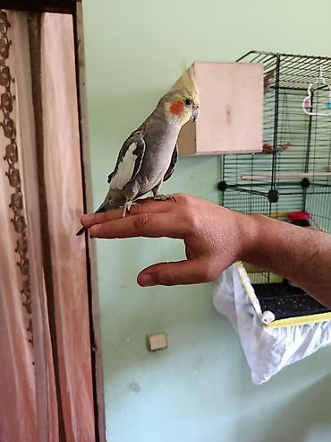 Попугаи: Nimfa (cockatiel) – əl öyrəşmiş, ünsiyyətcil və sakit xasiyyətli quş — 2