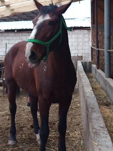 Лошади, кони: Продаю | Жеребец | Рабочий — 2