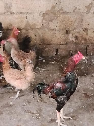 ev heyvanları satışı: Toyuq, Damazlıq — 3