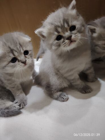 Pişiklər: Boz rəngli balaca pişiklər – yumşaq tüklü, iri qara gözlü, qısa — 4