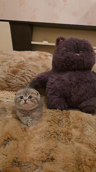 Pişiklər: Şotland — 7