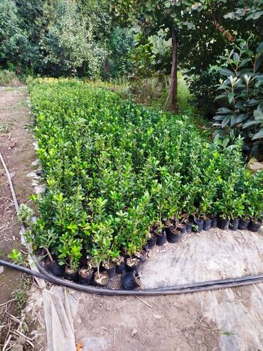 Ağaclar: Dekorativ agaclar — 5