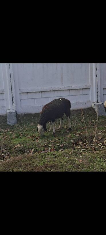 Бараны, овцы: Продаю | Овца (самка) — 8