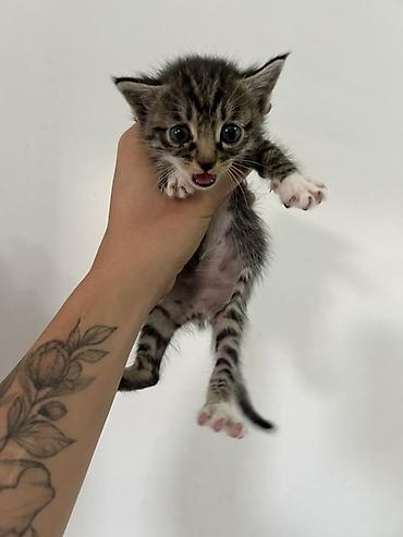 кошки манчкин: 🐾 Отдам котят в добрые руки ❤️ Котятам 2 месяца, уже самостоятельно — 2