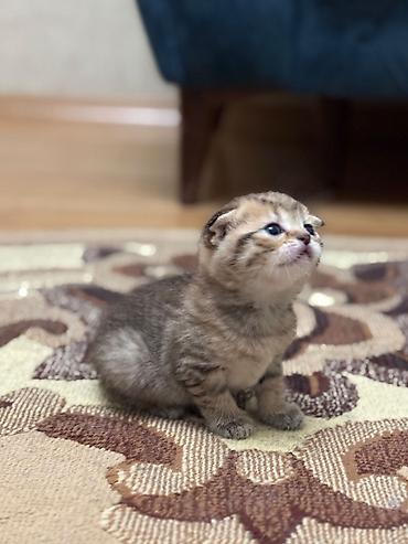 Кошки: Золотая шиншилла, Самец, Бесплатная доставка — 2