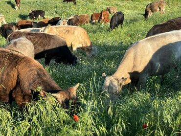 Коровы, быки: Продаю | Бык (самец) | Герефорд, Швицкая, Симментальская | На откорм, На забой | Племенные