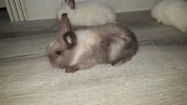 Dovşanlar: Temiz qan xirda sort karlik balalari demey olarki her renqde var -da lalafo.az — 4 Dovşanlar: Temiz qan xirda sort karlik balalari demey olarki her renqde var — 4