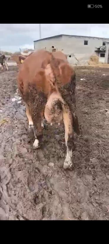 Inəklər, öküzlər: 2-ci balasidi erkek balasi var 25 südü var — 2