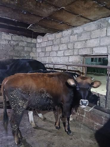 damaz: Satılır: dana/coluq heyvanlar - Növ: iri buynuzlu heyvanlar (dana) - — 2