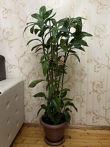 drasena bitkisi: Drasena (Dracaena fragrans) – dekorativ otaq bitkisi Hündürlüyü 1 — 2