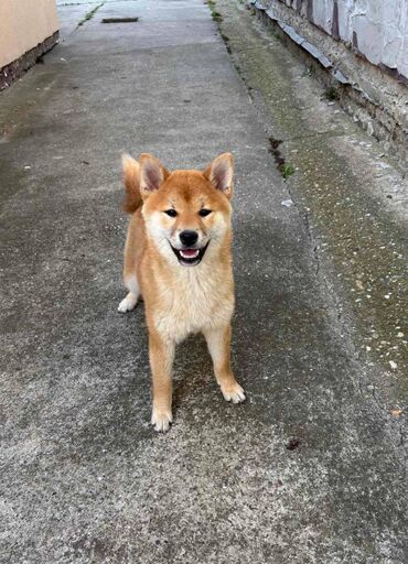 psi koji traže tartufe: Na prodaju žensko štene Shiba inu Na prodaju žensko štene Shiba inu