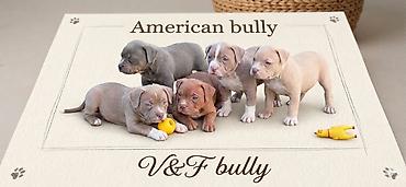 Psi: American bully pocket lilac štenci. 4 lilac zenki, 2 zute zenke — 1