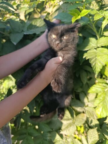 кошки в оше: Котята, окрас черный (несколько малышей из одного помета)