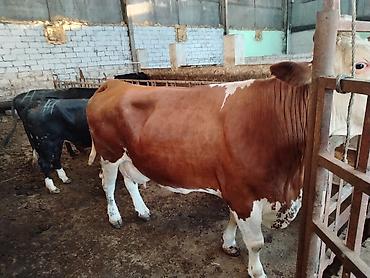 Коровы, быки: Salam aleykum heyvan diri çekisi 1 ton 70 kq dı etini 40 faizle — 3