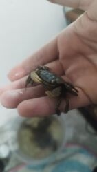 купить террариум в бишкеке: Продаю крабов аквариумные! Ватцап номер +