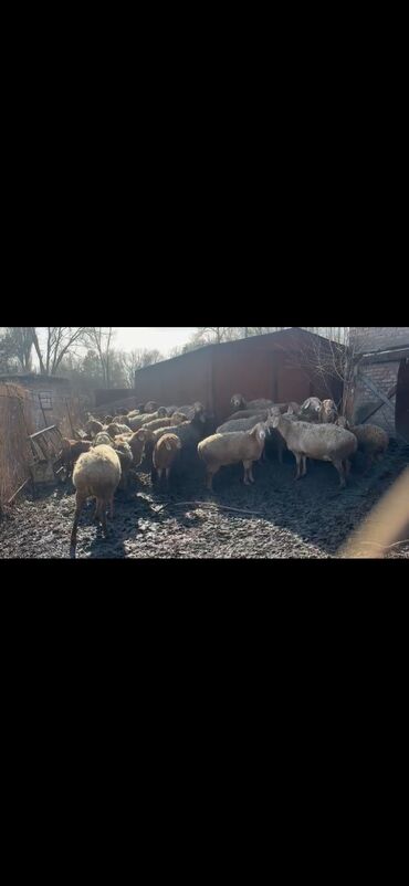 продаю коз: Продаю | Овца (самка), Ягненок, Баран (самец) | Арашан | Для разведения | Племенные, Котные, Осеменитель