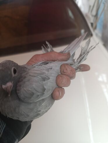 сколько стоит 1 кг домашних пельменей: Продаю Голубей