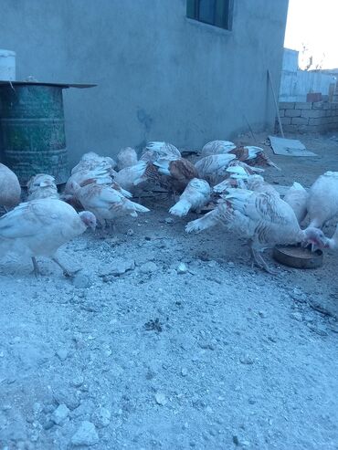 Hinduşka: Öz həyətimdə saxladığım hinduşkalar ətlik və damazlikdir. 60.manatdan — 7