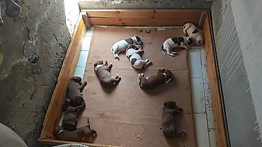 İtlər: Pitbul, 1 ay, Dişi, Ödənişli çatdırılma -da lalafo.az — 8 İtlər: Pitbul, 1 ay, Dişi, Ödənişli çatdırılma — 8