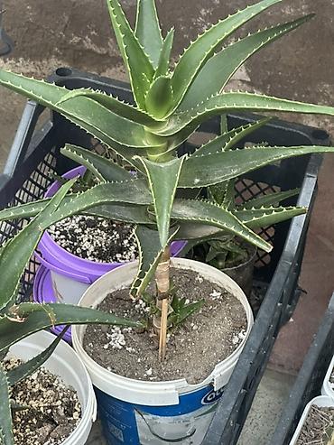 Aloe (sukkulent) – dekorativ otaq və balkon bitkisi. - Qabda əkilmiş lalafo.az -da Aloe (sukkulent) – dekorativ otaq və balkon bitkisi. - Qabda əkilmiş