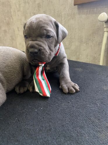 İtlər: Kane-Korso, 2 ay, Erkek, Sənədli, Pulsuz çatdırılma, Ödənişli çatdırılma — 8