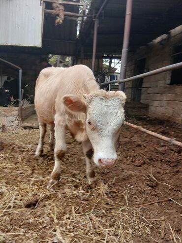 Inəklər, öküzlər: Dişi, il: 3, 3 kq, Damazlıq, Ünvandan götürmə — 4